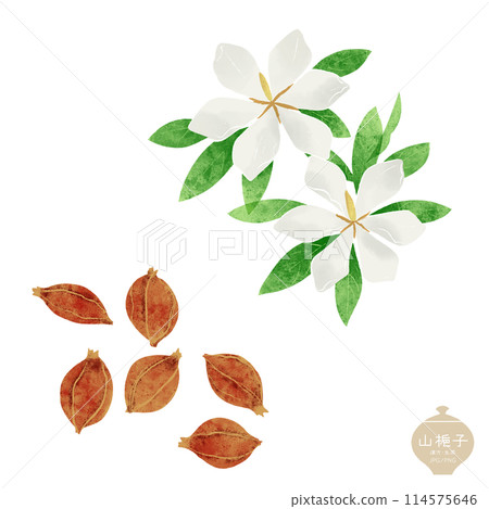 Illustration of herbal medicine / Flowers and fruits of Gardenia japonica 114575646
