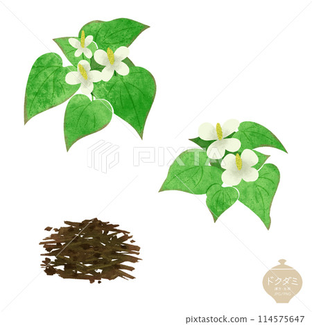 Illustration of herbal medicine / Dokudami (Hokudami) flowers and tea leaves 114575647