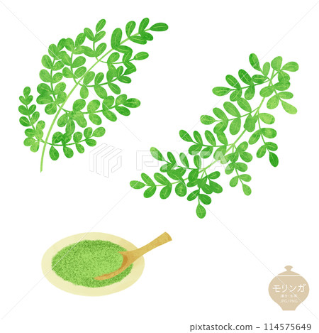 草本插圖/辣木葉和粉末 草本插圖/辣木葉和粉末 114575649