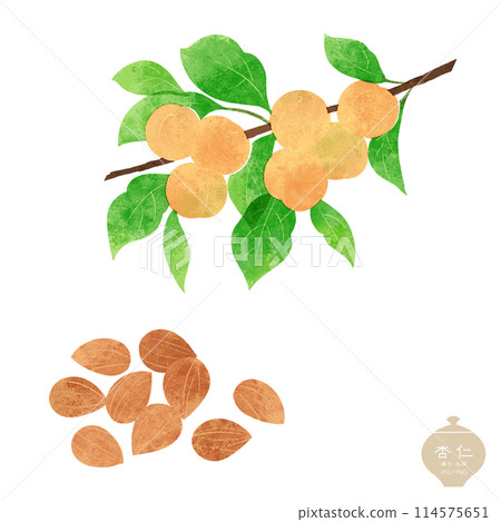 草本插圖/杏仁枝和種子 草本插圖/杏仁枝和種子 114575651
