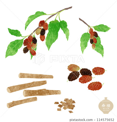 生藥圖/桑枝、葉、果、乾木 生藥圖/桑枝、葉、果、乾木 114575652