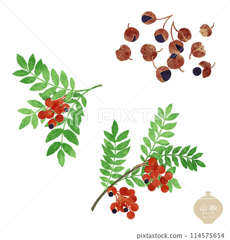 草本插圖/日本辣椒枝和乾燥種子 114575654