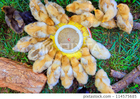 On farm, young little chickens eat special grain food from feeder 114575685