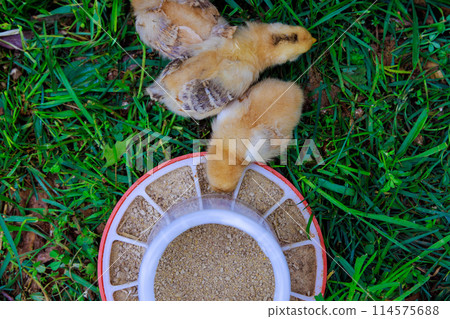 Few cute little chickens in countryside are eating from special feeder. 114575688