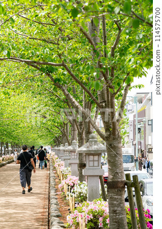 [Kanagawa Prefecture] Fresh greenery in Kamakura Dankuzura Kamakura Hachimangu Shrine 114575700