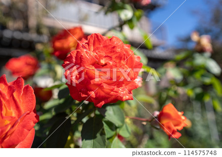 Red roses blooming in the deepening autumn 114575748