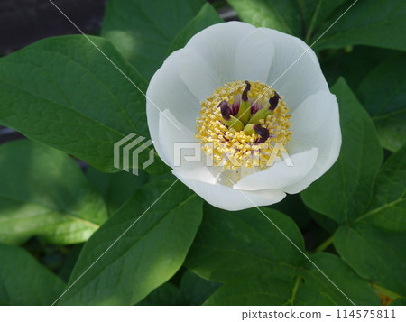 牡丹山花(上) 牡丹山花(上) 114575811