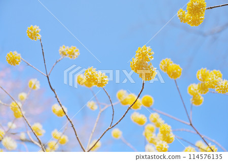 Blue sky and yellow mitsumata flowers in full bloom Blue sky and yellow mitsumata flowers in full bloom 114576135