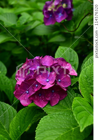 繡球花在雨中濕 114576320