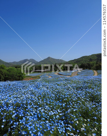 滿濃公園的睡蓮 2024 [香川縣滿濃町] 4 114576357