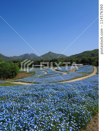 滿濃公園的睡蓮 2024 [香川縣滿濃町] 114576360