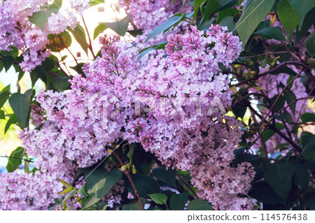 Lilac flowers in spring. Branches of blossoming purple lilac on springtime in garden. Romantic flowers. Spring Blossom. 114576438