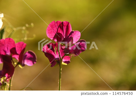 Deep red sweet pea flower 114576450