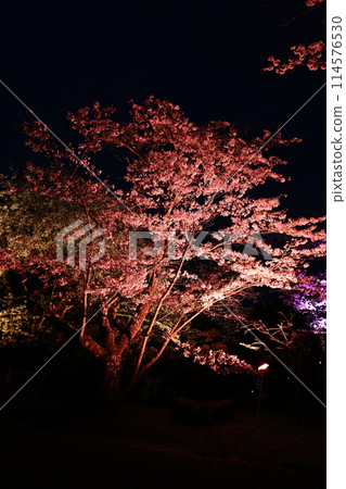 夜晚的櫻花被燈光照亮 114576530