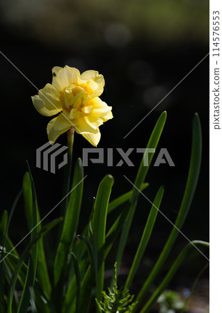Daffodil flowers blooming in a winter flowerbed 114576553