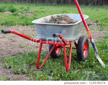 Tools for working on the farm, in the garden, in the backyard: a shovel and a garden wheelbarrow with red handles and wheels, loaded with turf and soil with grass, stands among the plants. Gardening 114576574