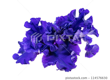 iris flower blue isolated 114576630