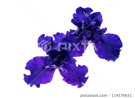 iris flower blue isolated 114576631