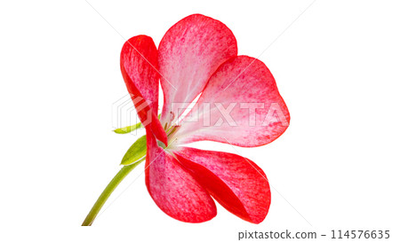 pelargonium flower isolated pelargonium flower isolated 114576635