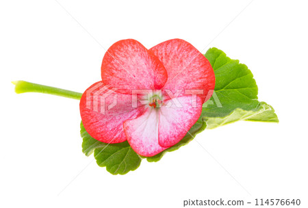pelargonium flower isolated pelargonium flower isolated 114576640