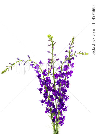 larkspur flower isolated 114576692