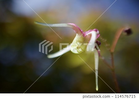 The name of this anchor plant is "Yang Guifei". The flower language of the anchor plant is "I will never let you go". It brings to mind deep affection. 114576715