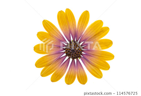 Osteospermum Flower isolated Osteospermum Flower isolated 114576725