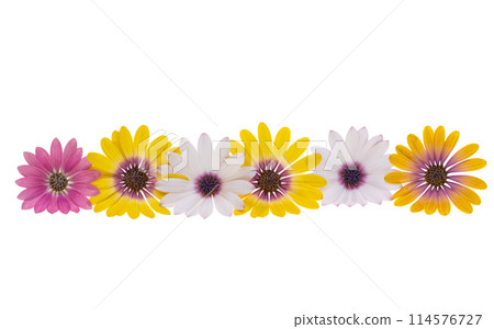 Osteospermum Flower isolated 114576727