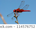 從下面看猩紅的蜻蜓 114576752