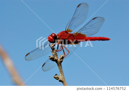 從下面看猩紅的蜻蜓 114576752
