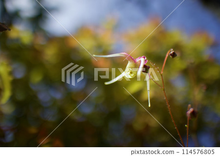 The name of this anchor plant is "Yang Guifei". The flower language of the anchor plant is "I will never let you go". It brings to mind deep affection. 114576805