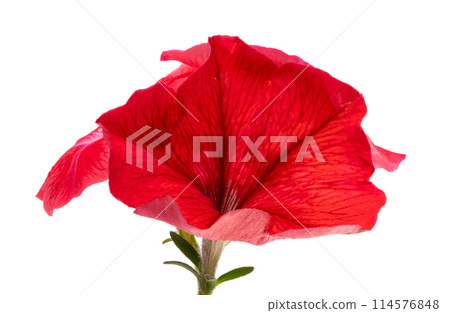 red petunia flower isolated red petunia flower isolated 114576848