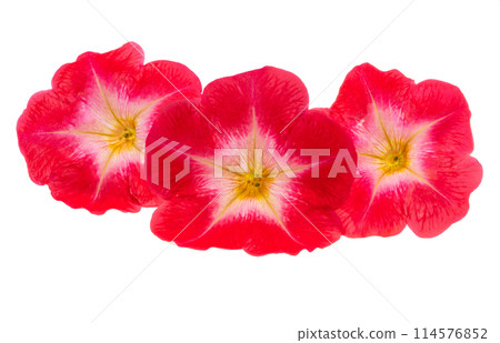 red petunia flower isolated red petunia flower isolated 114576852