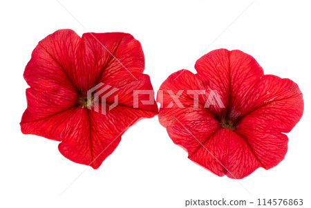red petunia flower isolated 114576863