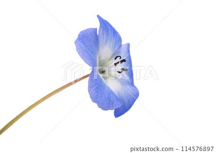 Nemophila flowers isolated Nemophila flowers isolated 114576897