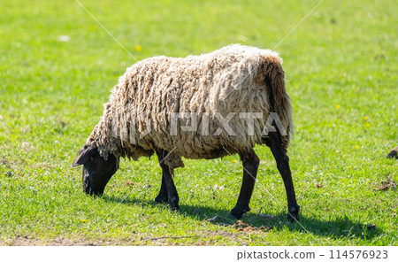 sheep grazing 114576923