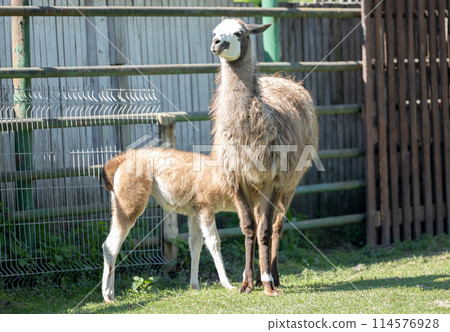 little llama little llama 114576928