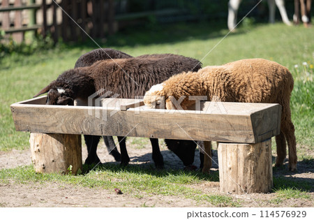 sheep grazing sheep grazing 114576929