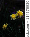 Yellow daffodils 114576930