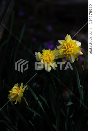 Yellow daffodils 114576930