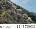 Yamazakura blooming in the mountains 114576933