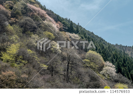 Yamazakura blooming in the mountains 114576933