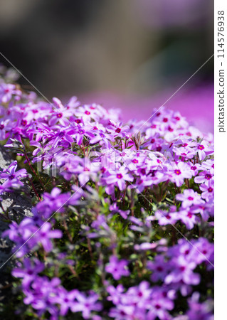 Primroses shining in the spring sunshine 114576938