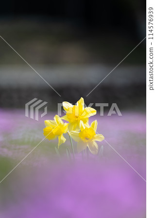 Yellow flower 114576939