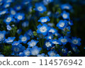 Blue nemophila flowers 114576942