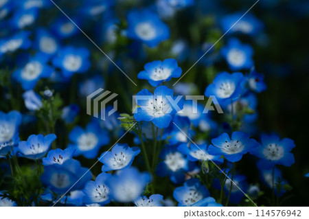 Blue nemophila flowers 114576942