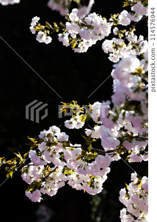 Cherry Blossoms	 114576944