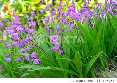 Bletilla serrata purple 114576965