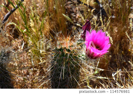 Flowering Hedge Hog cactus 114576981