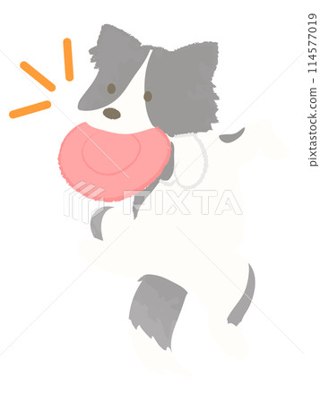 Dog catching a frisbee Border collie No main line 114577019